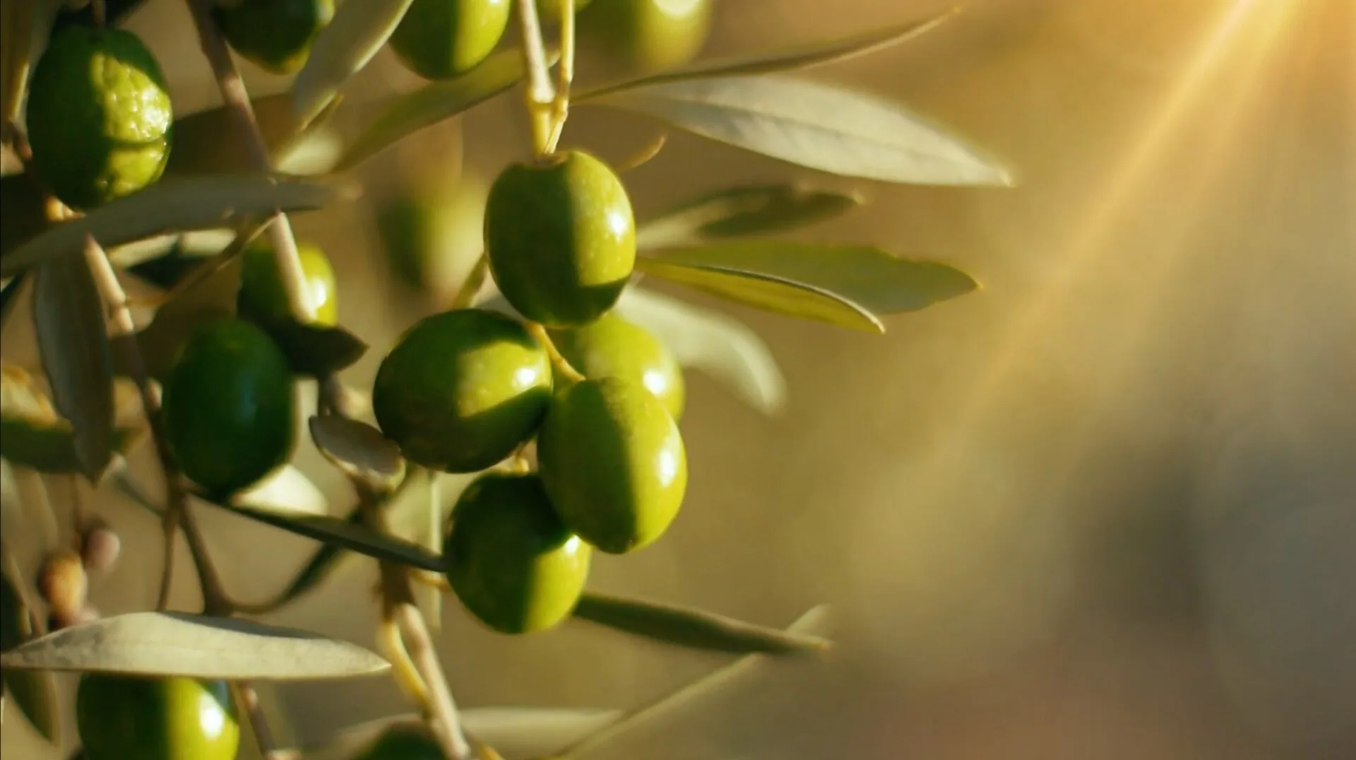 Olea Familya